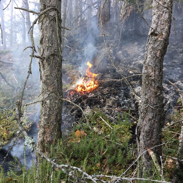 Waldbrand Kohlererberg