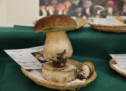 Der Pilz-Kurs