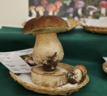 Der Pilz-Kurs