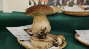 Der Pilz-Kurs