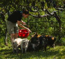 Schweine als Boden-Optimierer