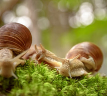 Die Invasion der Schnecken