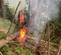 Blitz schlägt in Baum ein