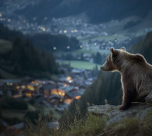 Wie leben mit dem Bär?