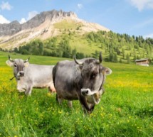 Sicher auf der Alm