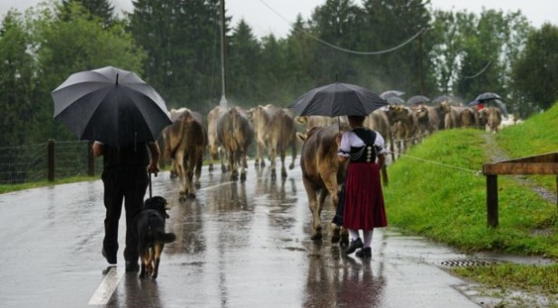 Seuche bei den Nachbarn