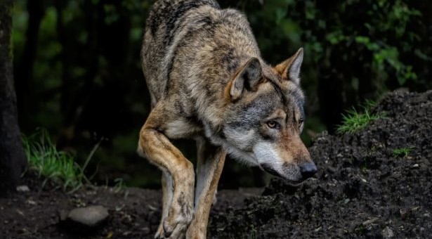 Das Anti-Wolf-Netzwerk