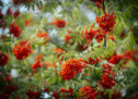 Sind Vogelbeeren essbar?