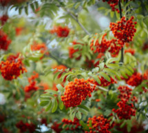 Sind Vogelbeeren essbar?