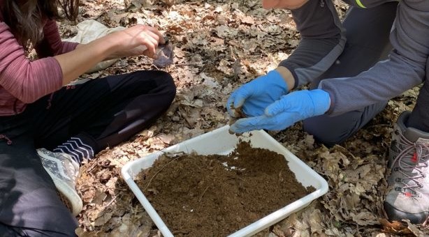 Geheimnis Waldboden