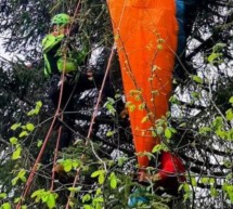 Gegen Baum geprallt