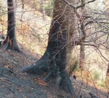 Erhöhte Waldbrandgefahr