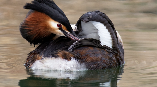 Die Wasservögel