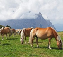 Mehr als nur ein Pferd