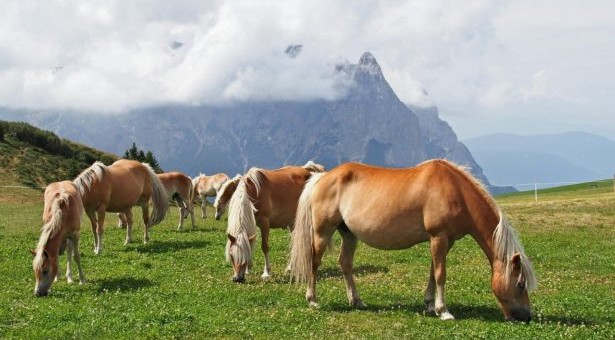 Mehr als nur ein Pferd