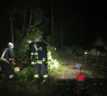 Der Tote im Wald