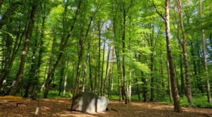 „Der Wald gehört den Bürgern“  