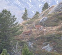 Das gezählte Wild