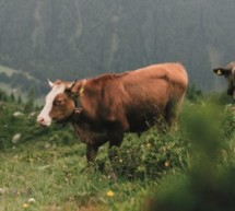 Wiesen und Weiden